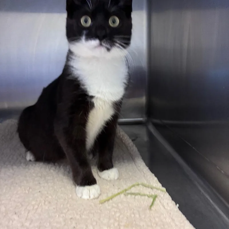 A young small-sized female Gray / Blue / Silver Domestic Short Hair cat named Wynona for adoption in Saugerties, NY