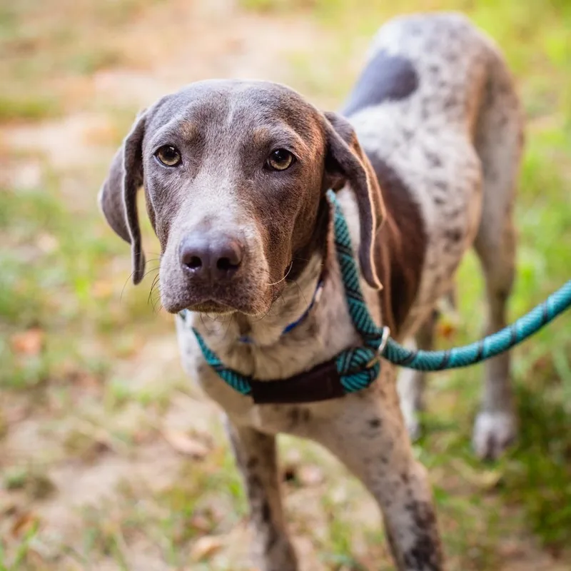 A young medium-sized male Gray / Blue / Silver American Foxhound dog named Big Iron for adoption in Hattiesburg, MS