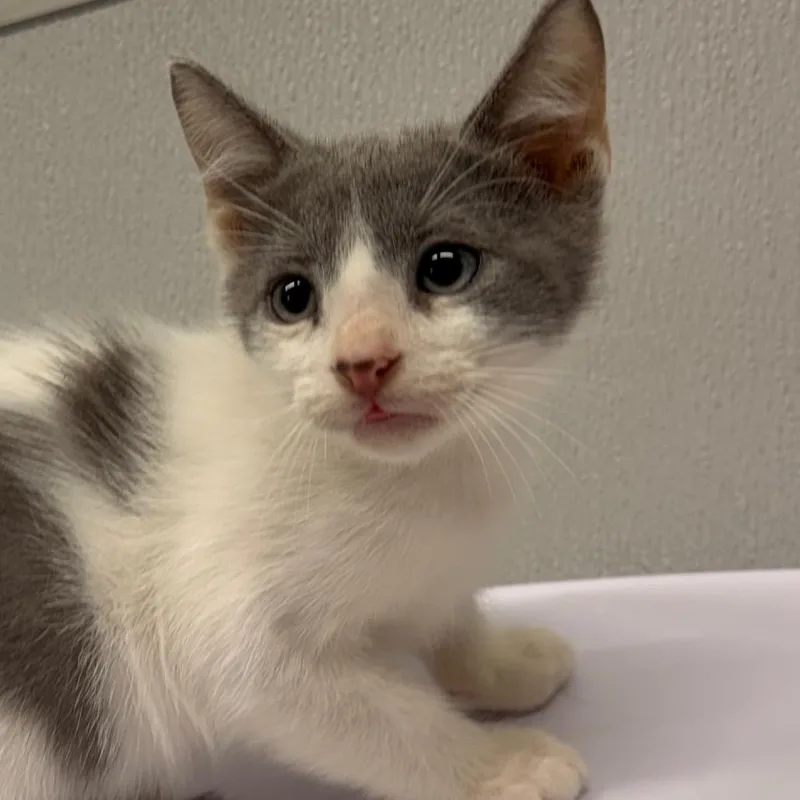 A baby small-sized male Domestic Short Hair cat named Coast for adoption in Tampa, FL