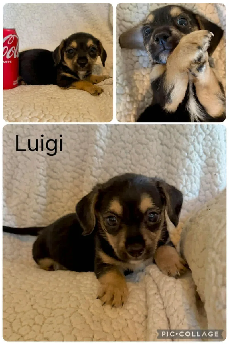 Luigi