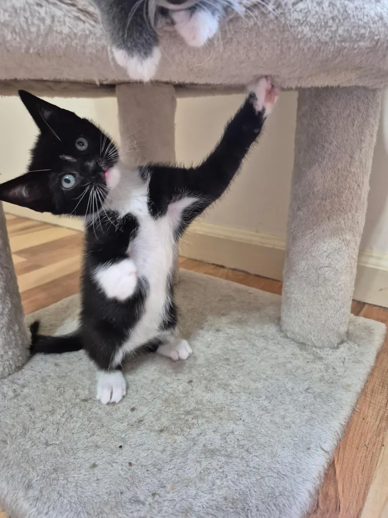 A baby medium-sized female Black & White / Tuxedo Domestic Short Hair cat named Lexie for adoption in Philadelphia, PA