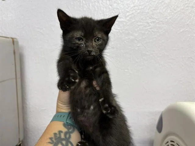 A baby small-sized female Domestic Short Hair cat named Brittany for adoption in Fairfield, CA
