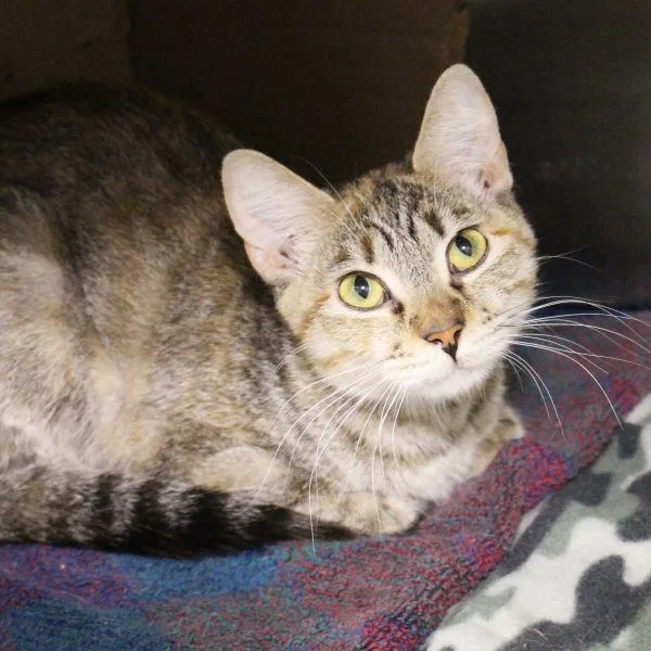 An adult medium-sized female Domestic Short Hair cat named Cali for adoption in Des Moines, IA
