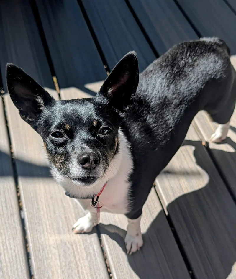 Rosie