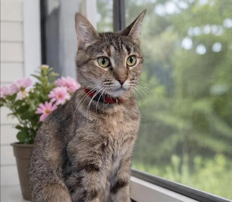 An adult medium-sized female Domestic Short Hair cat named Maddy for adoption in Margate, FL