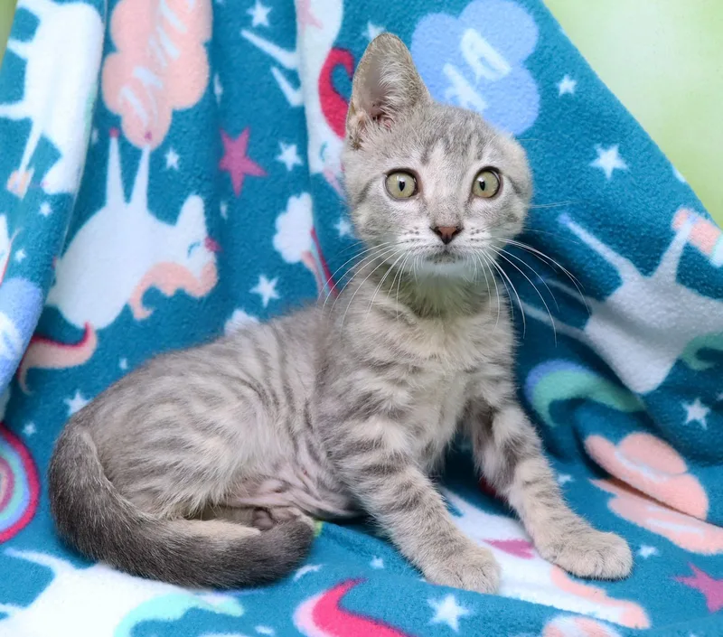 A baby medium-sized female Tabby (Gray / Blue / Silver) Domestic Short Hair cat named Whismy for adoption in Tierra Verde, FL