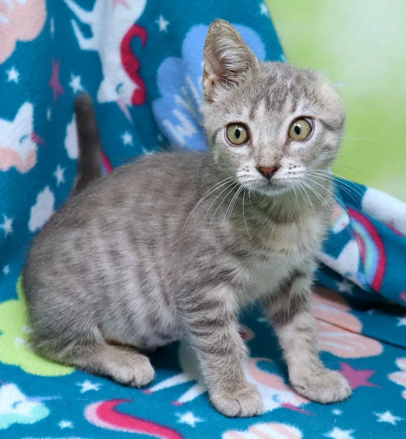 Whismy thumbnail 4