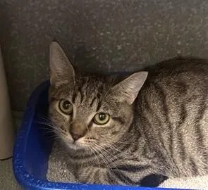 A baby medium-sized female Tabby (Gray / Blue / Silver) Domestic Short Hair cat named KeKe for adoption in Phoenix, AZ