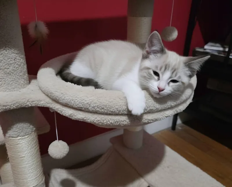A baby medium-sized male Siamese cat named Kai for adoption in Saginaw, MI