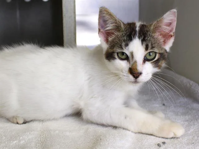 A baby small-sized male Domestic Short Hair cat named Theo for adoption in Tallahassee, FL