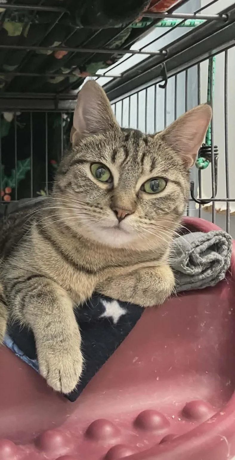 A baby large-sized female Tabby (Gray / Blue / Silver) Domestic Short Hair cat named Miss Poppy for adoption in Gladwin, MI
