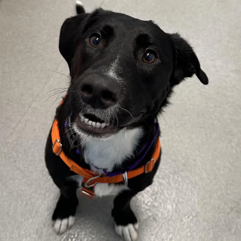 An adult medium-sized female Black Labrador Retriever dog named Misty for adoption in Hilliard, OH