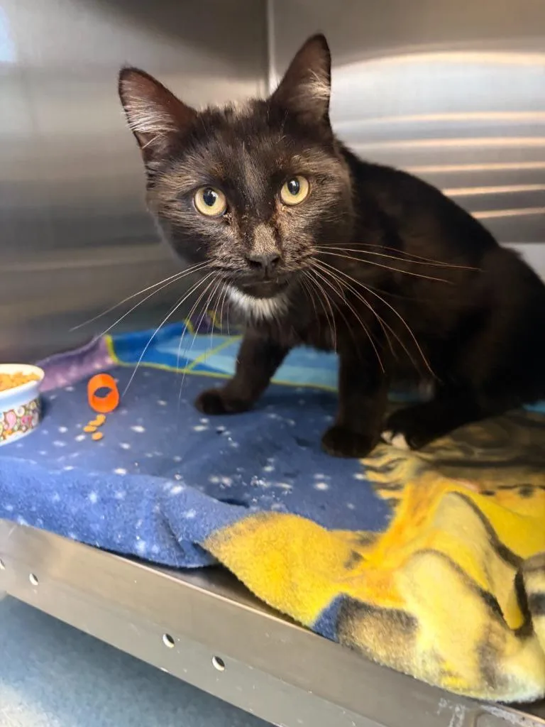 An adult medium-sized male Domestic Short Hair cat named Max for adoption in Portland, IN