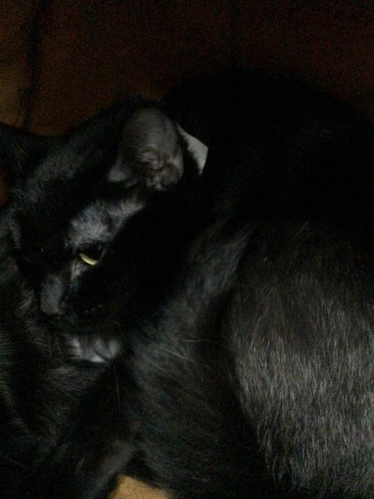 A young medium-sized female Black Domestic Short Hair cat named Jupiter for adoption in Logansport , IN