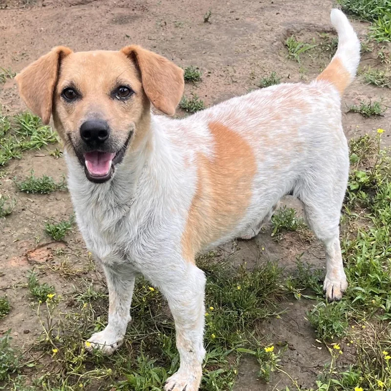 An adult small-sized male Yellow / Tan / Blond / Fawn Mixed Breed dog named Indiana Jones Aka Indie for adoption in Clarksville, AR