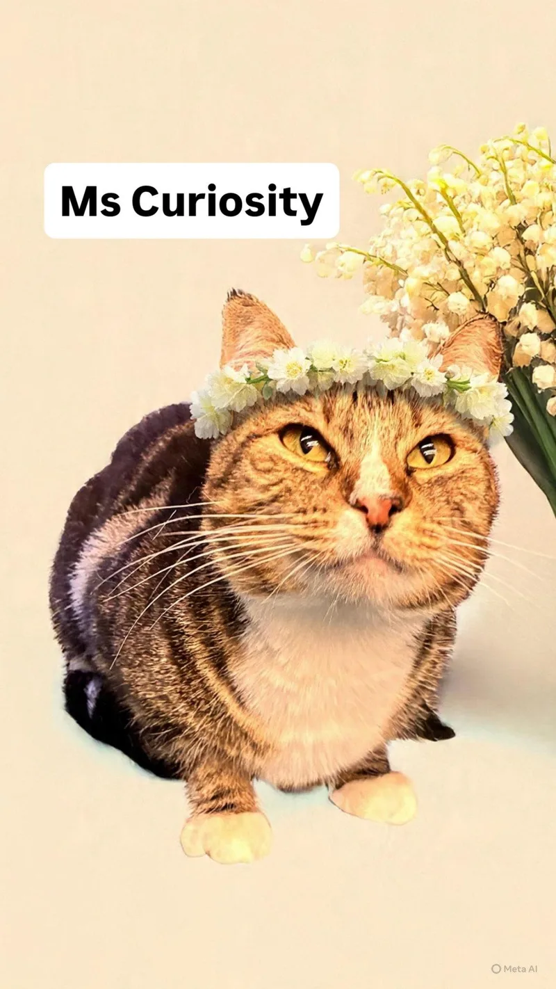 A young medium-sized female Tabby cat named Ms Curiousity At Martinez for adoption in Walnut Creek, CA