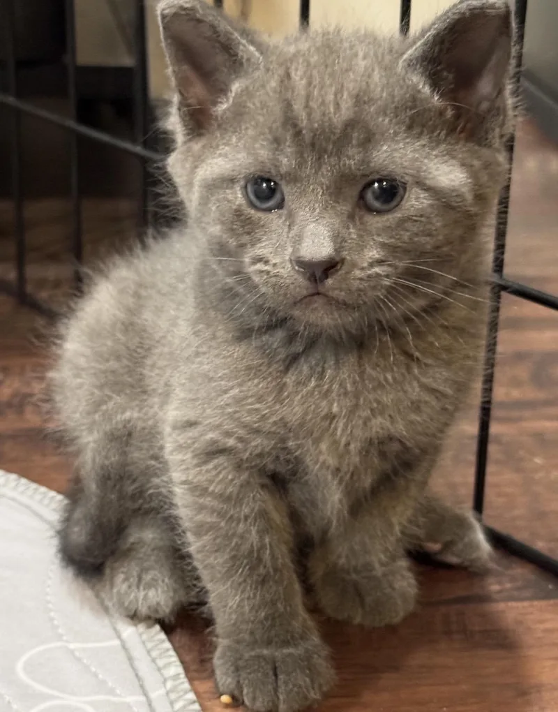 A baby medium-sized male Gray / Blue / Silver Domestic Short Hair cat named Vader for adoption in Port Washington, WI