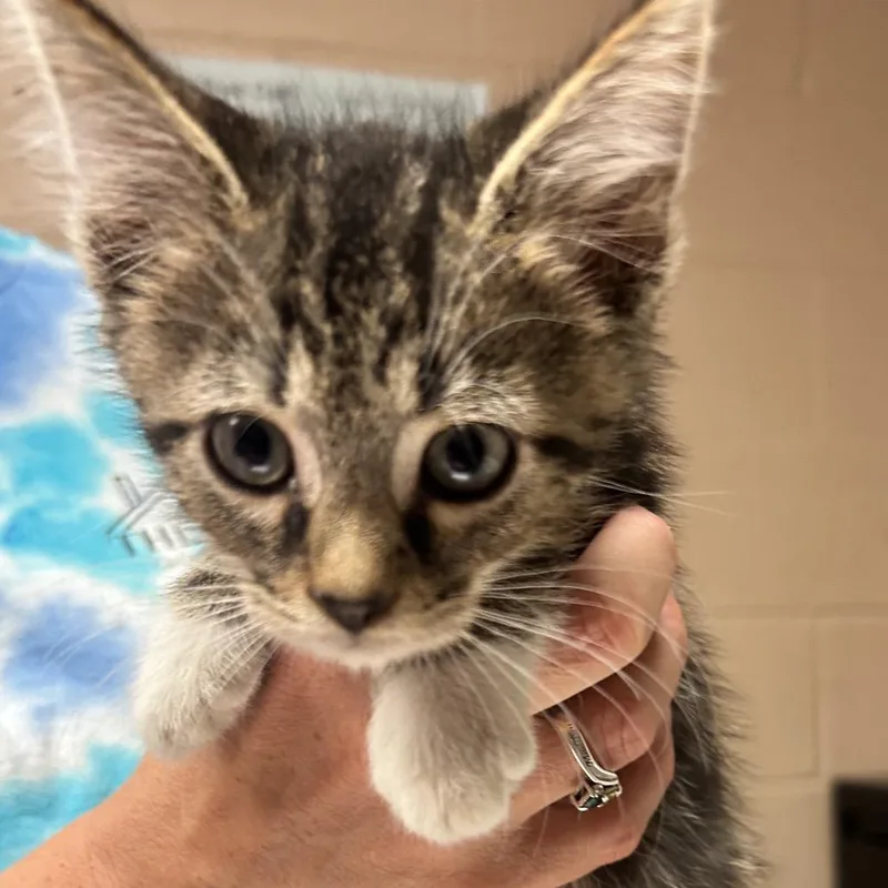 A baby small-sized male Brown / Chocolate Domestic Short Hair cat named Dewey for adoption in Newport, NC