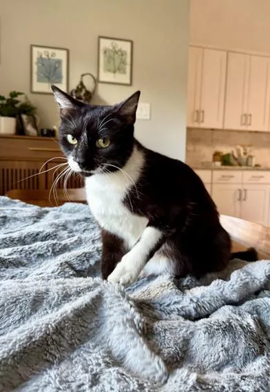 A young medium-sized female Black & White / Tuxedo Domestic Short Hair cat named Purrkinson for adoption in Liverpool, TX