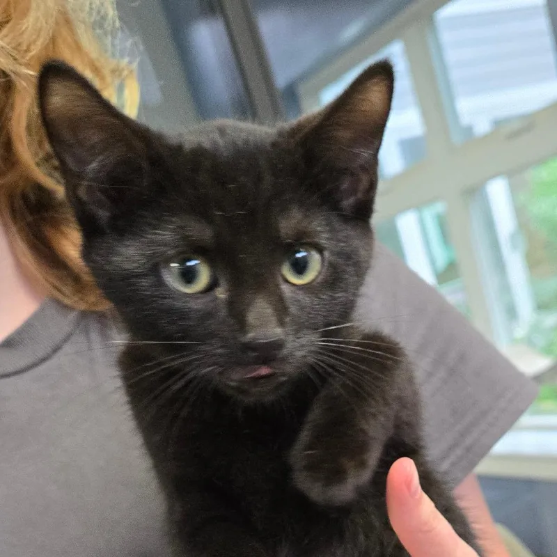 A baby small-sized male Black Domestic Short Hair cat named Sherb for adoption in Kennebunk, ME