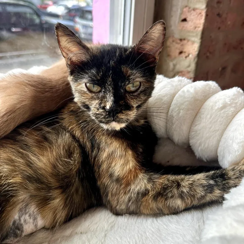 An adult medium-sized female Tortoiseshell Domestic Short Hair cat named Honey Bunches for adoption in Forest Park, IL