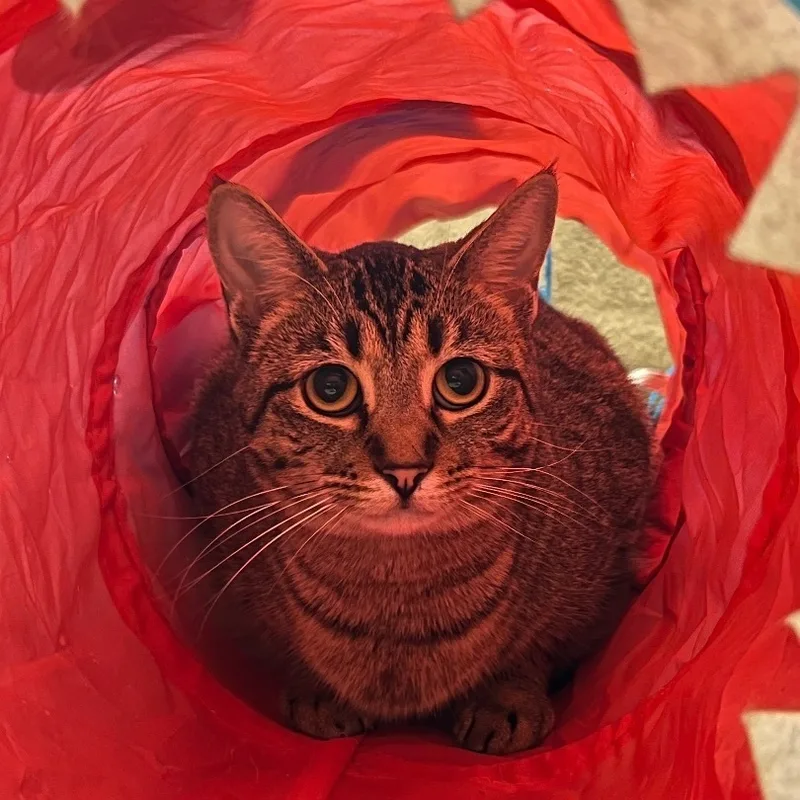 A young medium-sized male Tabby (Brown / Chocolate) Domestic Short Hair cat named Ashen for adoption in Sault Sainte Marie, MI