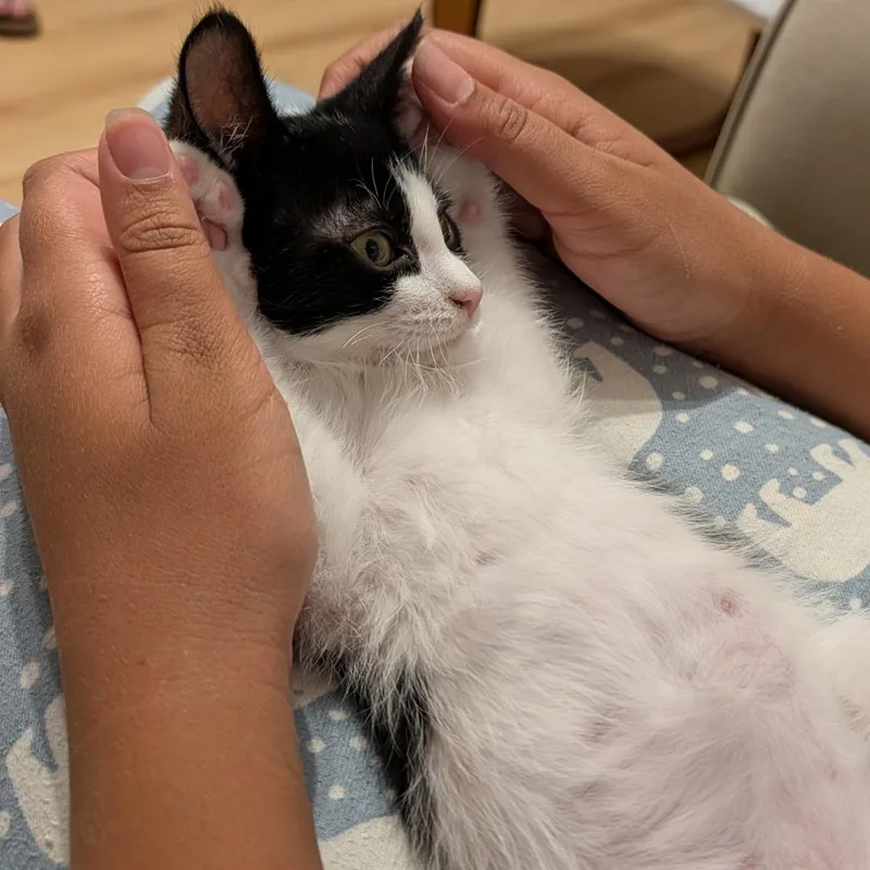 A baby small-sized male Black Domestic Short Hair cat named Churro for adoption in Santa Rosa, CA