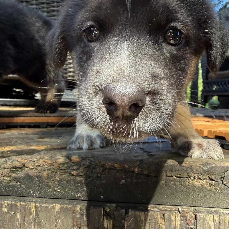 A baby large-sized male German Shepherd Dog dog named Travis for adoption in Minneapolis, MN