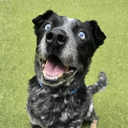 A senior large-sized male Cattle Dog dog named Rufus for adoption in Bellevue, WA