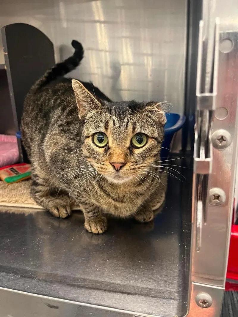 An adult small-sized female Tabby (Brown / Chocolate) Domestic Short Hair cat named Bella for adoption in Nashville, TN