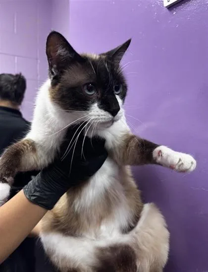 An adult small-sized female Brown / Chocolate Siamese cat named Karla for adoption in El Paso, TX