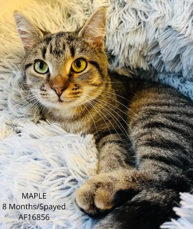 Maple