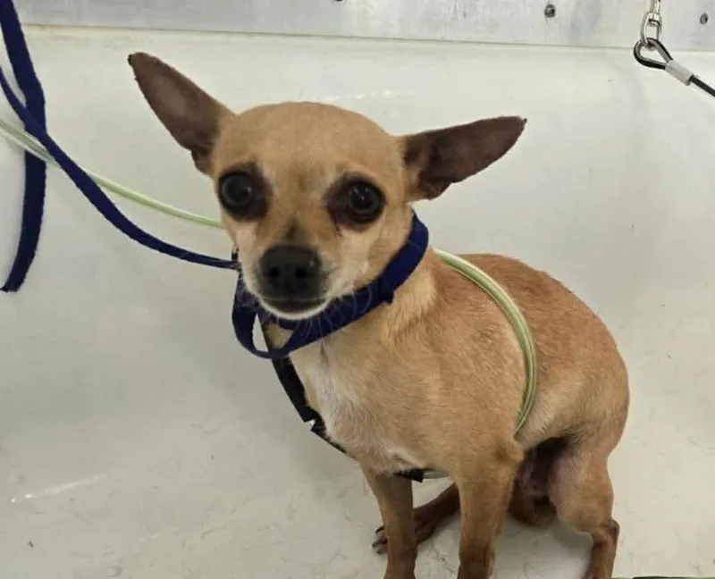 A young small-sized female Golden Chihuahua dog named Winnie for adoption in Ozone Park, NY