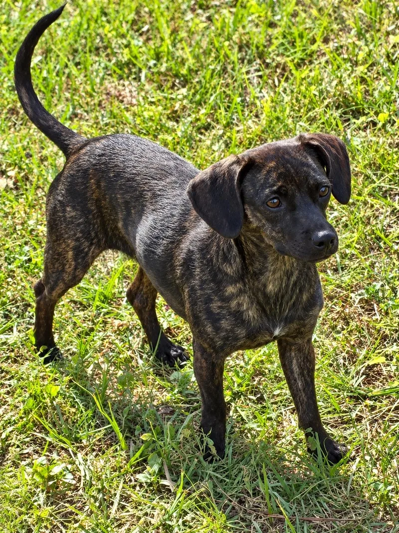 A young small-sized female Chihuahua dog named Midnight for adoption in Douglas, GA