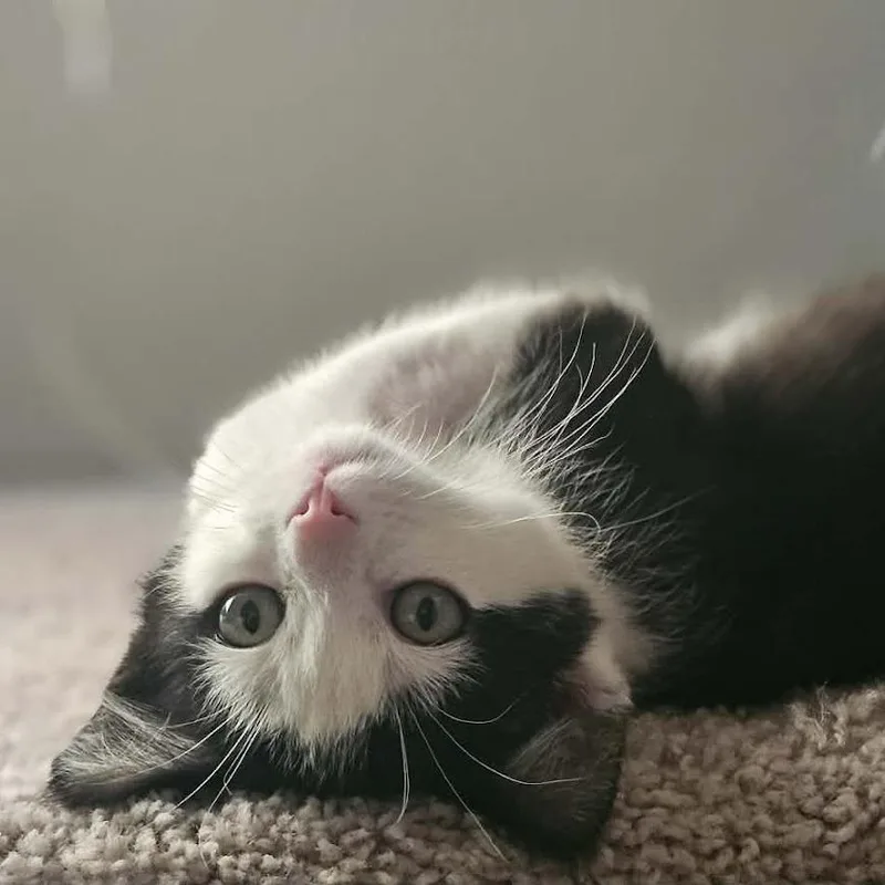 A baby small-sized male Black Domestic Short Hair cat named Louie for adoption in Sioux Falls, SD