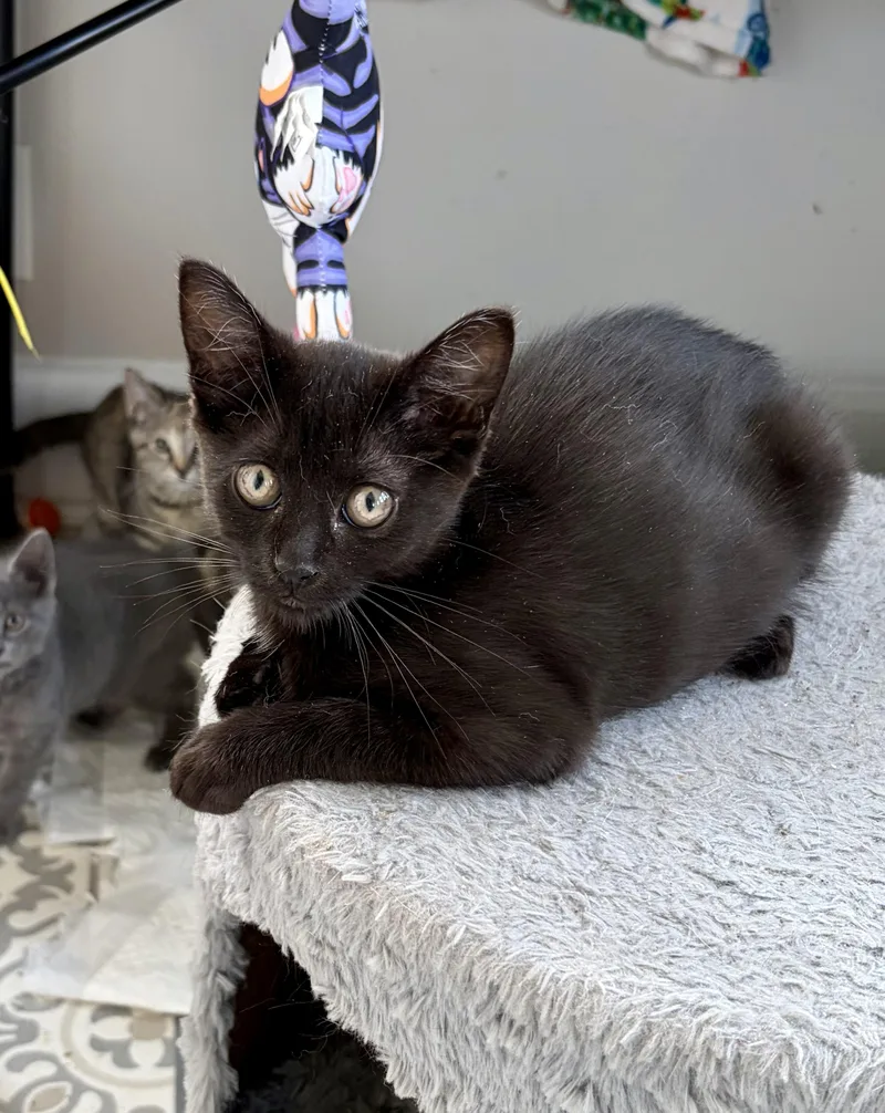 A baby medium-sized female Black Domestic Short Hair cat named Tuna for adoption in East Amherst, NY