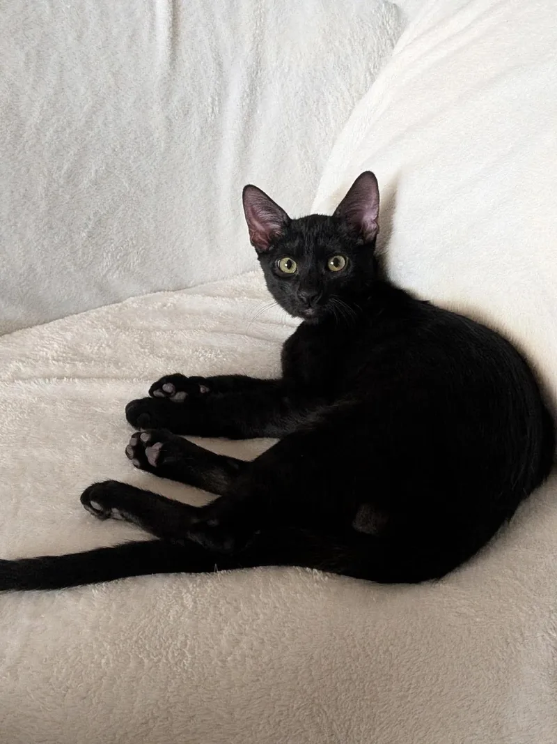 A baby small-sized male Black Domestic Short Hair cat named Timber Trailblazer for adoption in Chandler, AZ