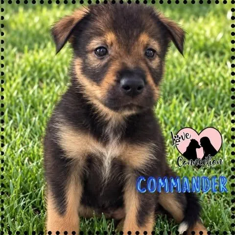 A baby medium-sized male Brown / Chocolate Border Collie dog named Commander for adoption in Gilbert, AZ
