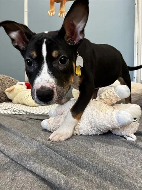 A baby small-sized female Pit Bull Terrier dog named Zoey for adoption in St. Louis, MO