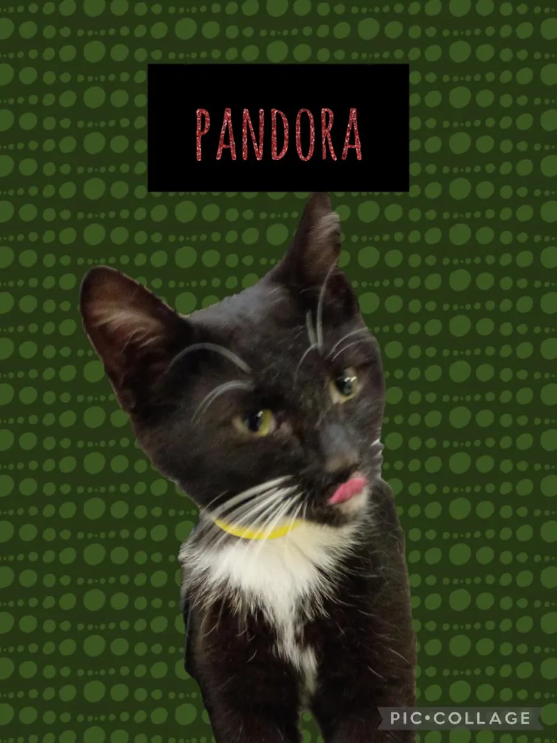 A young medium-sized female Tuxedo cat named Pandora for adoption in Muncie, IN