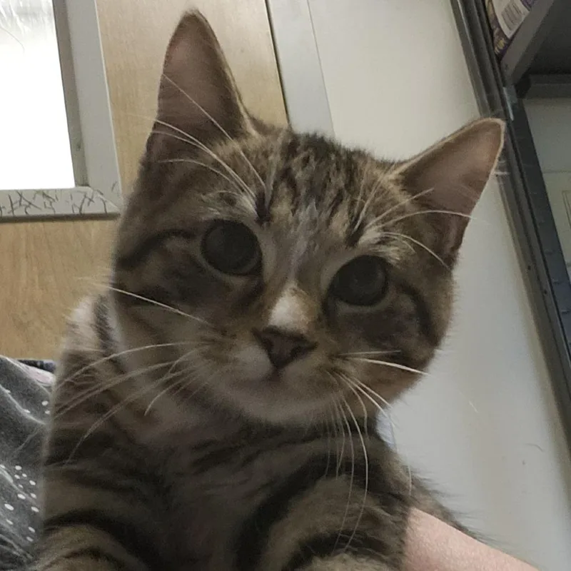 A baby small-sized male Domestic Short Hair cat named Wasabi for adoption in Columbia Station, OH