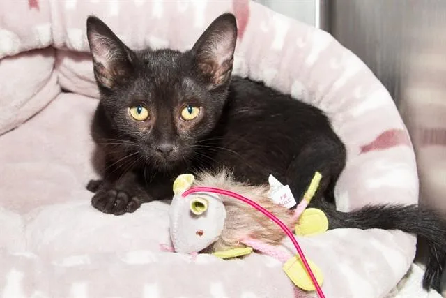 A baby small-sized male Domestic Short Hair cat named Gato Muchacho for adoption in Santa Monica, CA