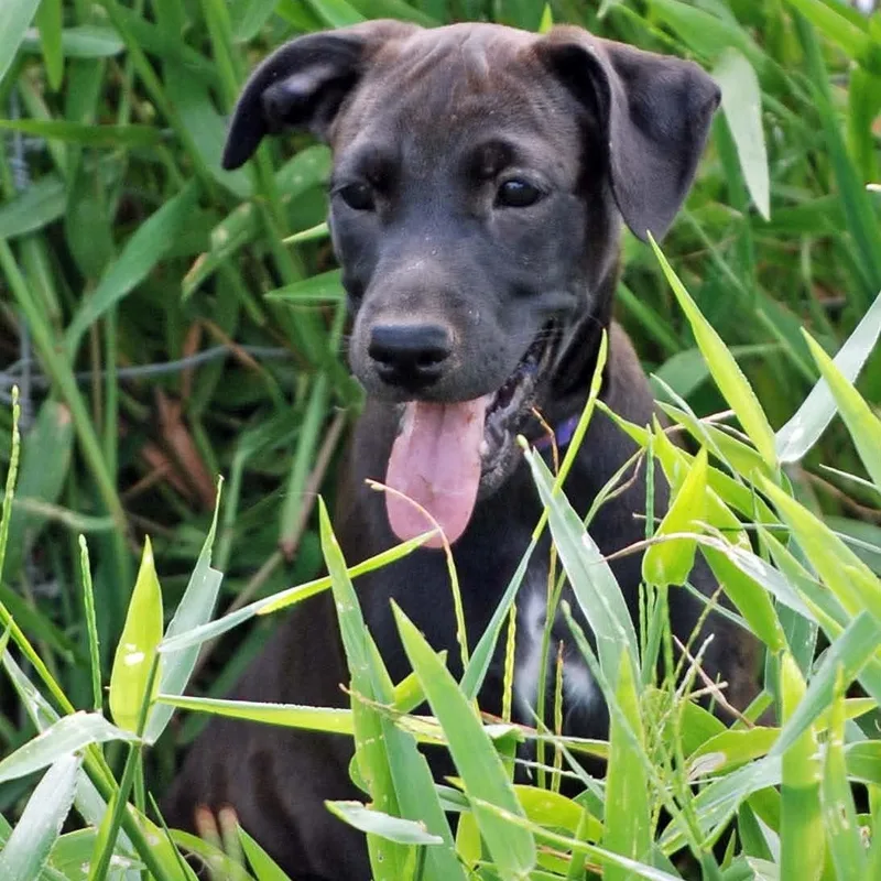 A baby medium-sized female Black Labrador Retriever dog named Amelia for adoption in Madisonville, TX
