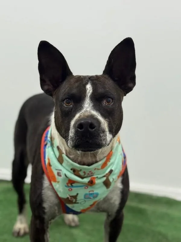 A young medium-sized male Black Feist dog named Miles for adoption in Carlsbad, CA