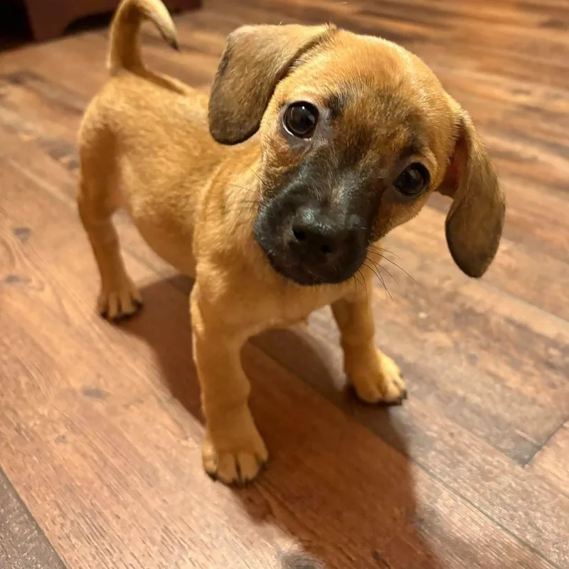 A baby small-sized female Chihuahua dog named The Golden Girls for adoption in Salisbury, MD