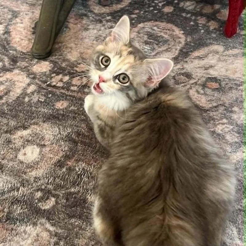 A baby medium-sized female Domestic Medium Hair cat named Rosette for adoption in Candler, NC