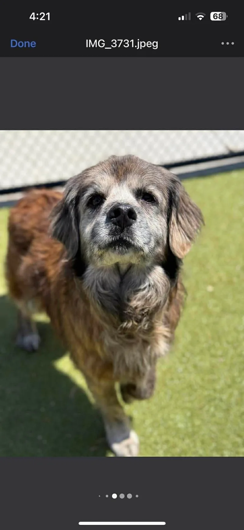 A senior medium-sized female Brown / Chocolate Mixed Breed dog named Iris for adoption in East Haddam, CT