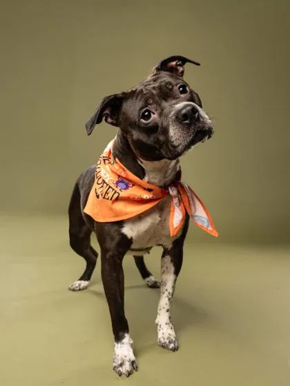 An adult large-sized female Pit Bull Terrier dog named Yoshi for adoption in Atlanta, GA