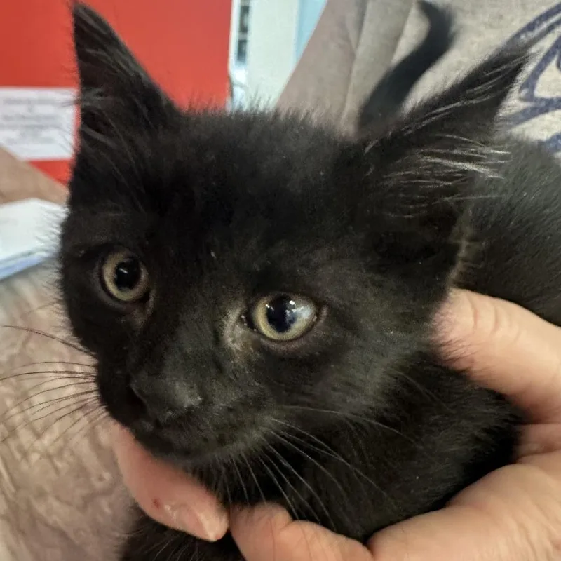 A baby small-sized male Black Domestic Short Hair cat named Garlic for adoption in Park City, UT