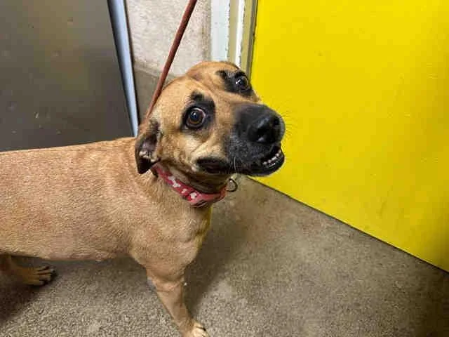 An adult medium-sized female Pit Bull Terrier dog named Everly for adoption in Bonita, CA